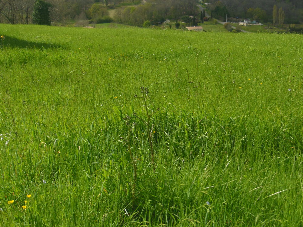   FOIN POUR CHEVAUX OU  AUTRE 