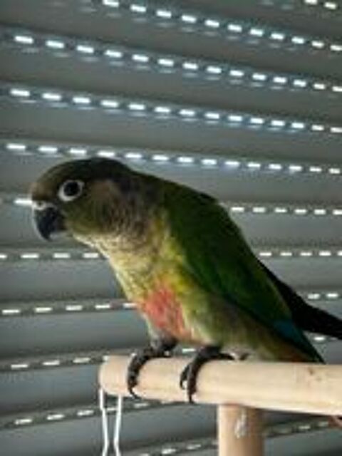   Conure femelle eam  