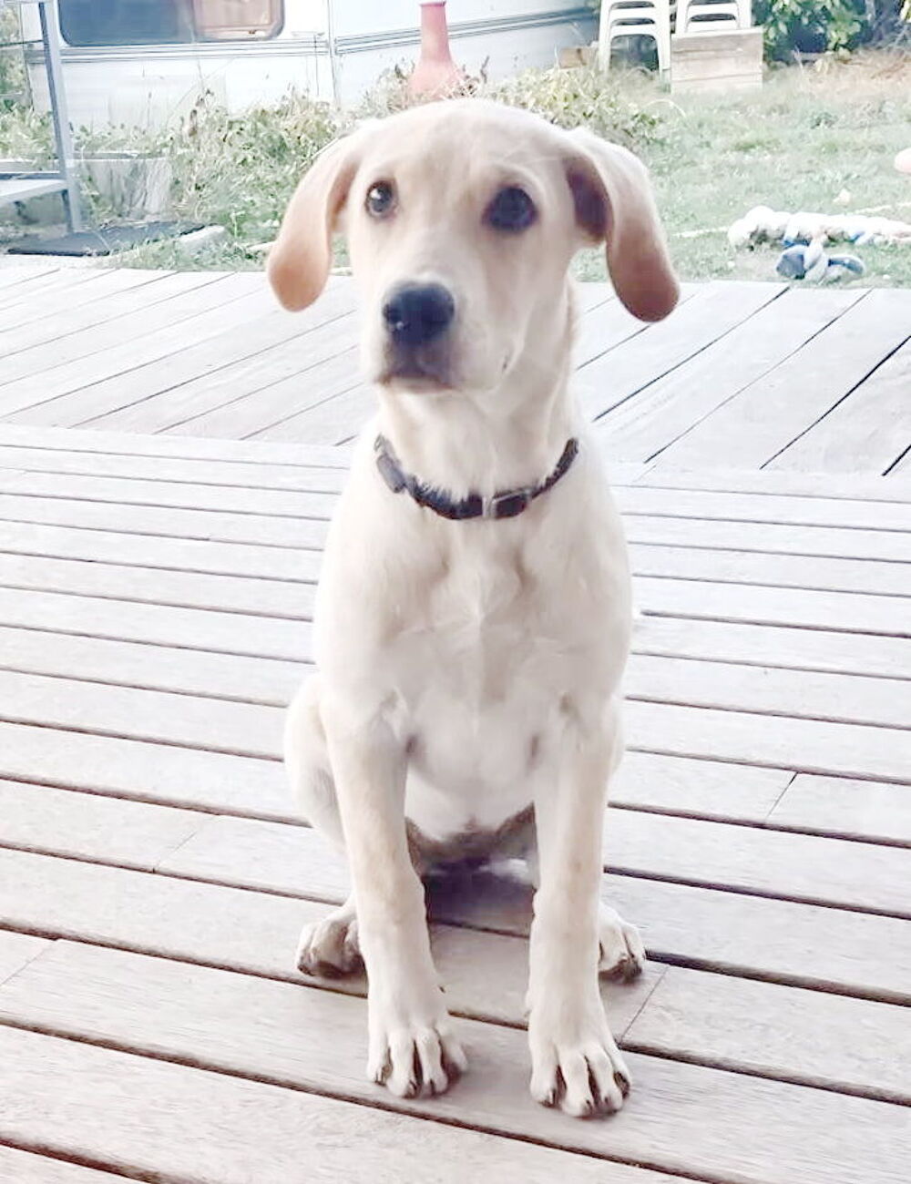   Senna est à l'adoption! 