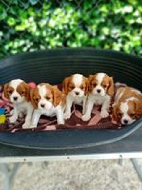  5 chiots Blenheim : 3 femelles  et 2 mâles  