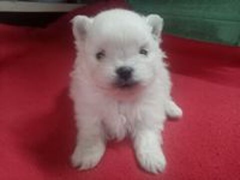   Spitz nain 6 mois femelle  