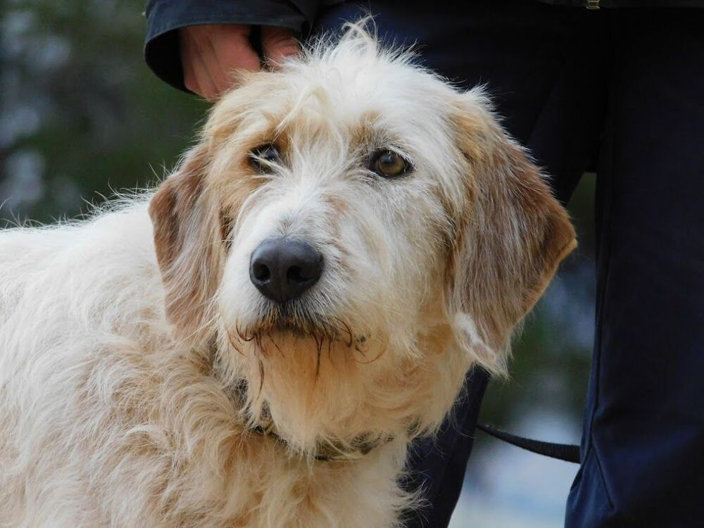   CHARCO, magnifique griffon sensible à adopter  