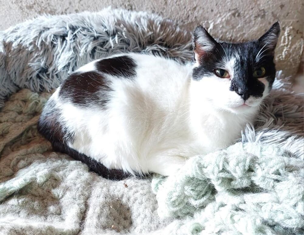   Jojo gentil chat noir et blanc oublie a adopter 