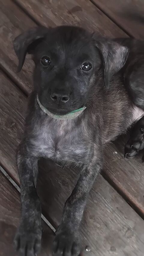 Orso, m&acirc;le X crois&eacute; n&eacute; le 21/09/2025 300 41000 Blois