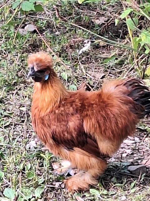 Coq soie fauve 1 56190 Le guerno
