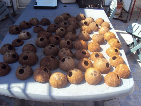 Demi Noix de coco décoration aquarium 1 44310 La limouzinire