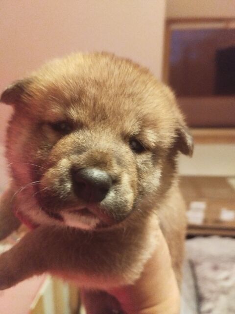 Chiots shiba inu lof disponible a la r&eacute;servation 
1190 50390 N�hou