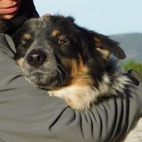   MANCHAS, Border collie de 4 ans (ok chat) 