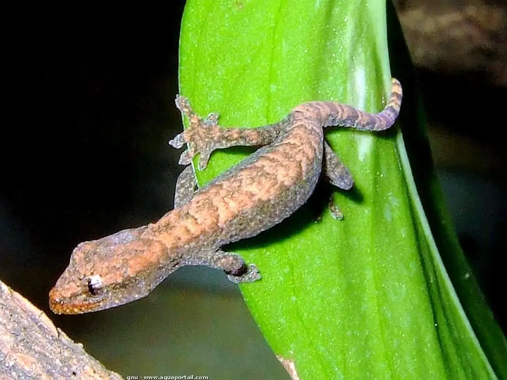   lepidodactylus Lugubris  