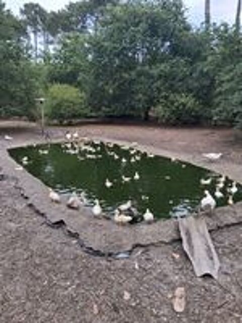  canard de barbarie  