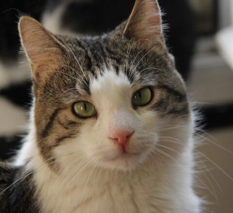 ROSSI CHAT TIGRE BLANC 4 ANS 195 92260 Fontenay-aux-roses