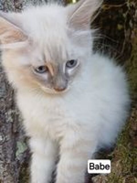   Chaton sibérien LOOF mâle  