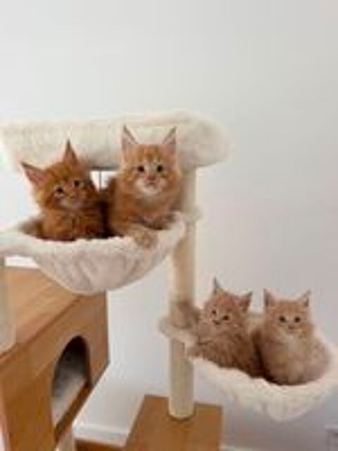   Chaton Maine Coon Loof 