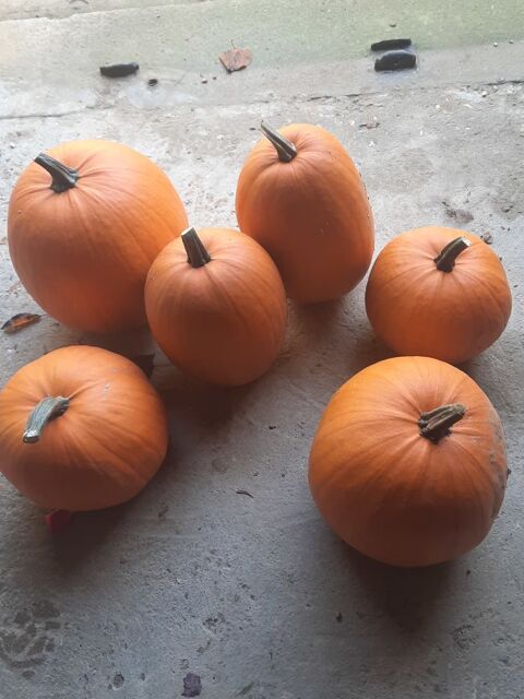 Jack O' Lantern pour Halloween
6 Rouvres (28)