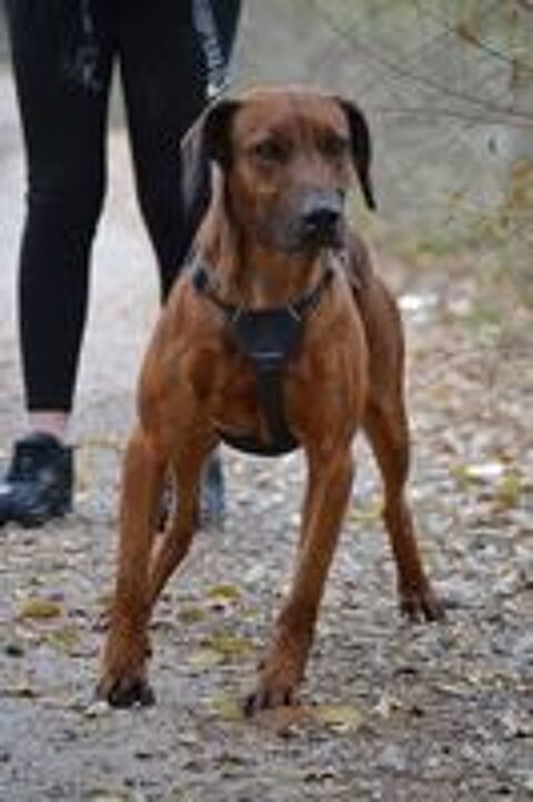   TINO, un super chien ! facile et fidèle. Le meilleur des compagnons ! 