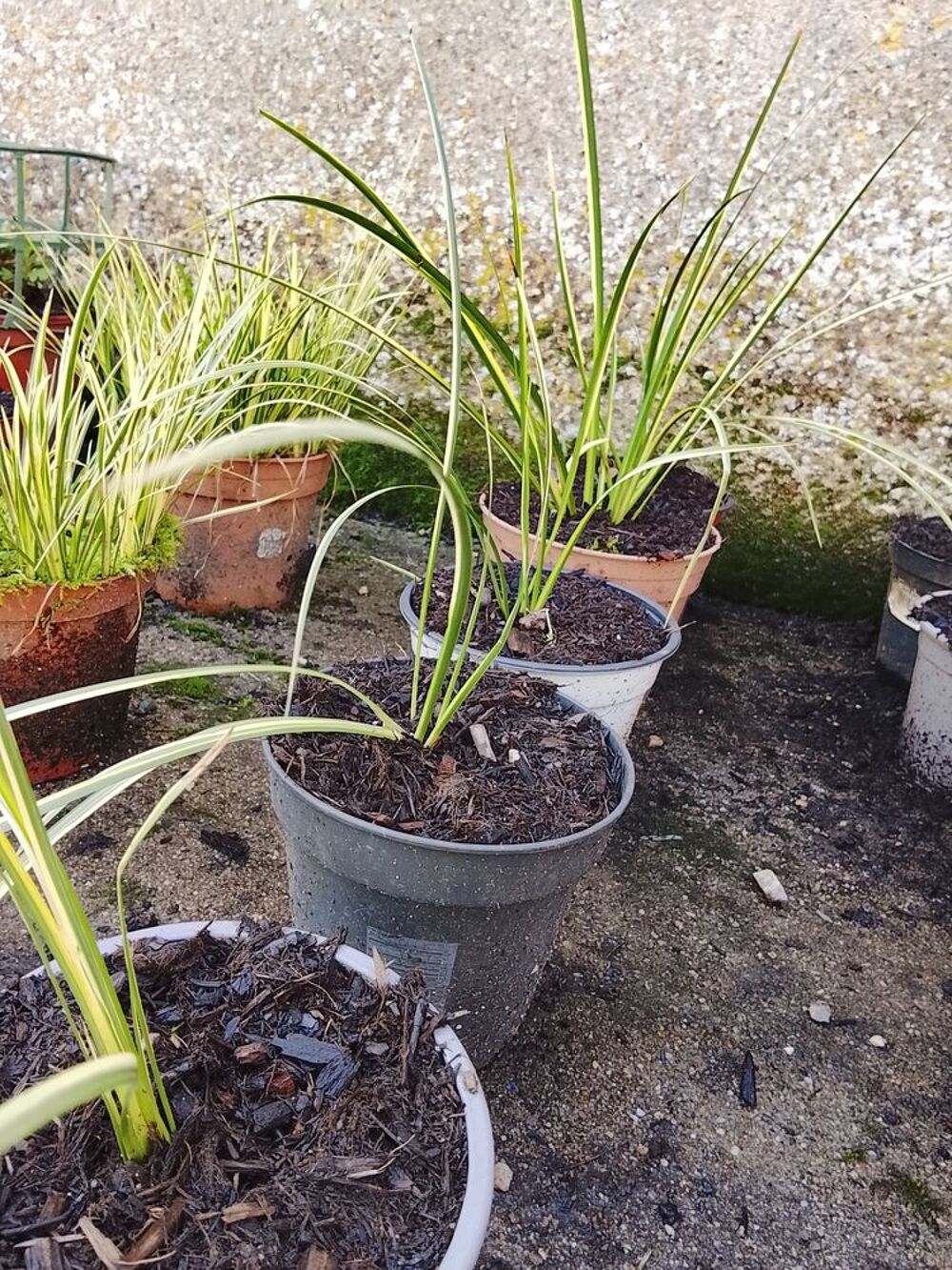 Plantes ornementales et vivaces. Jardin