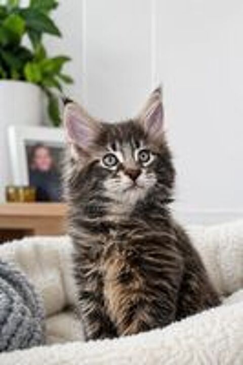   Maine Coon 