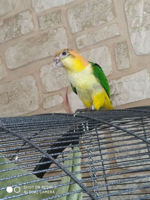 Perruche caique 350 57650 Lommerange