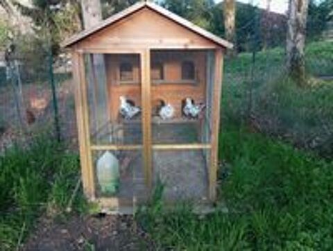   Pigeons de race diverses 