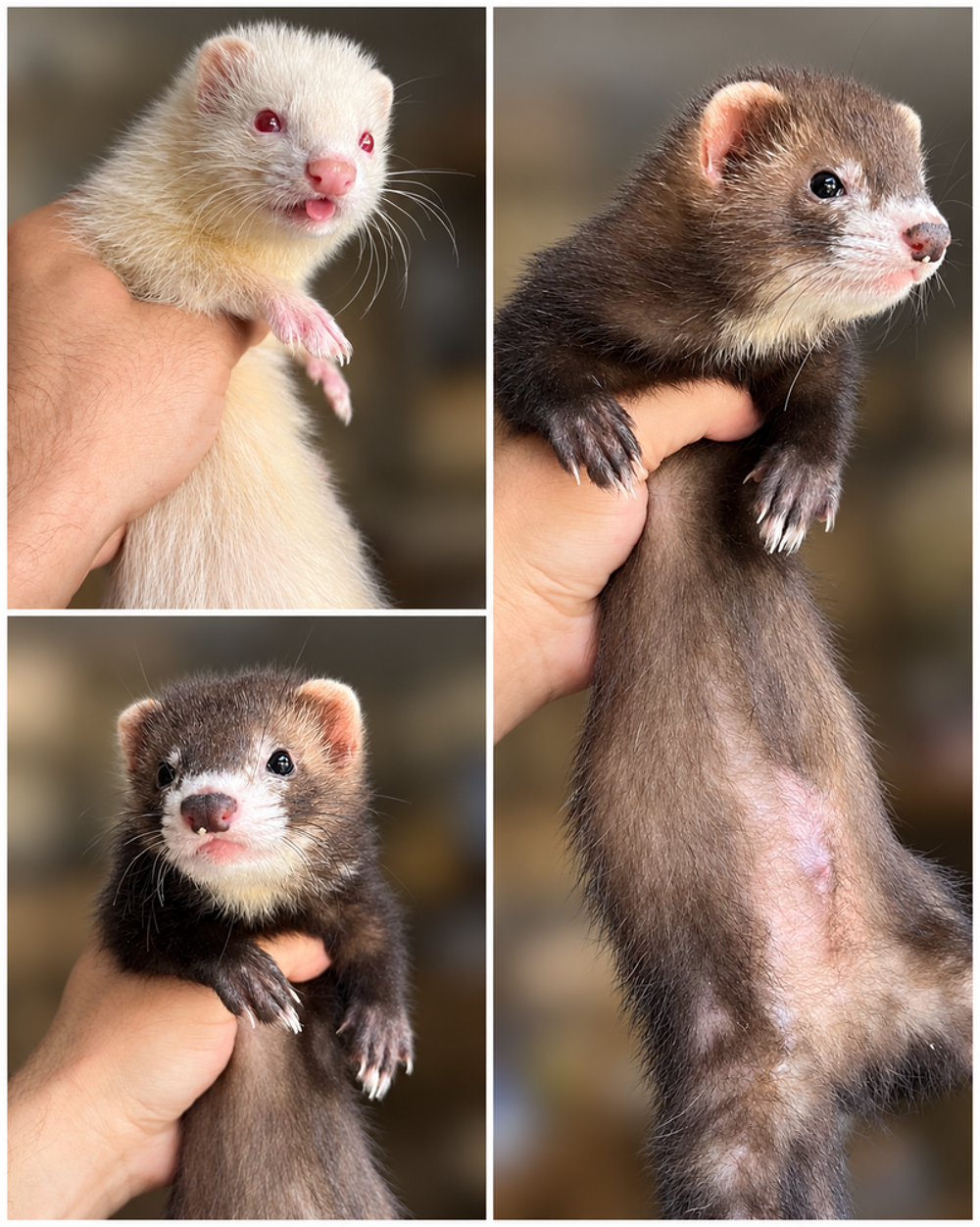   Furet de compagnie  