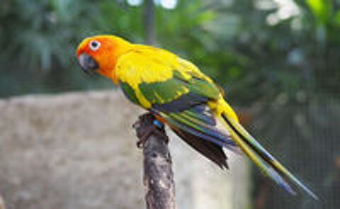   Conure Soleil (Aratinga solstitialis) 