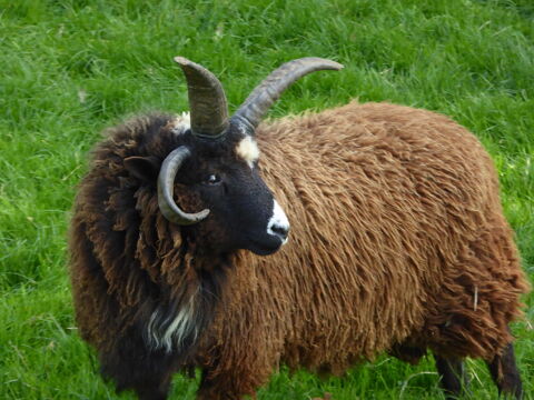 Mouton bélier Manx à 4 cornes 150 35190 Miniac-sous-bcherel