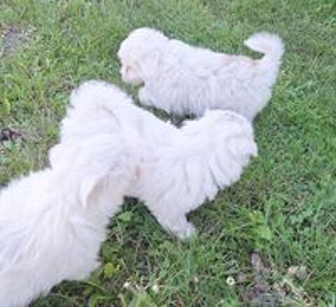   Chiot coton de tuléar 