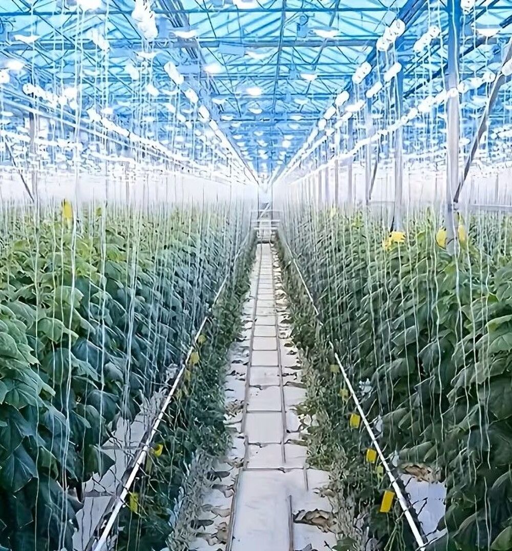 Crochets rouleaux pour tomates.. Jardin