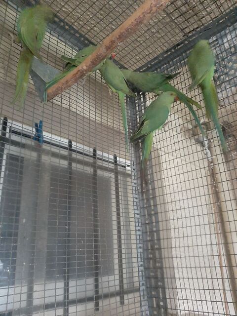 Perruches &agrave; collier 30 78420 Carri�res-sur-seine