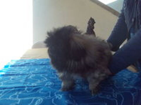   très beaux chiots pekinois lof
issus lignée multi champions
