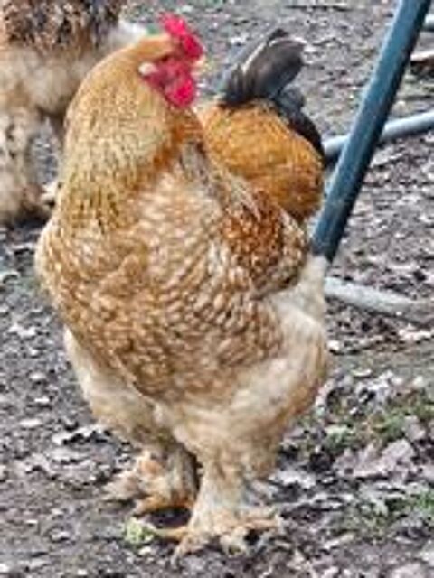   Coqs brahmas  