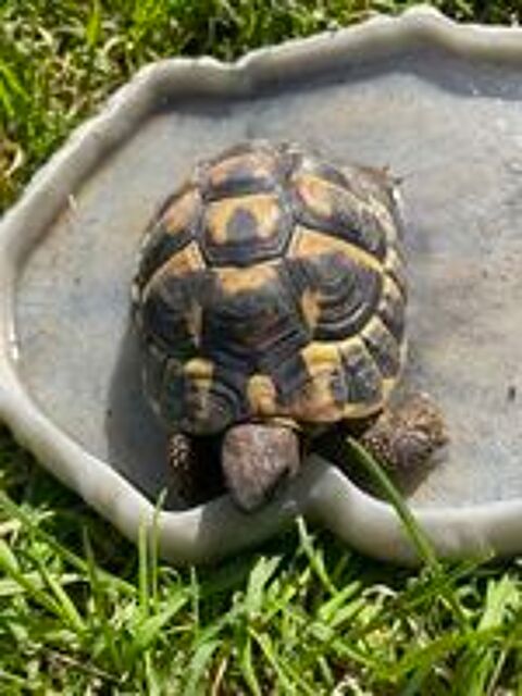   TORTUES TERRESTRES DYNAMIQUES 
