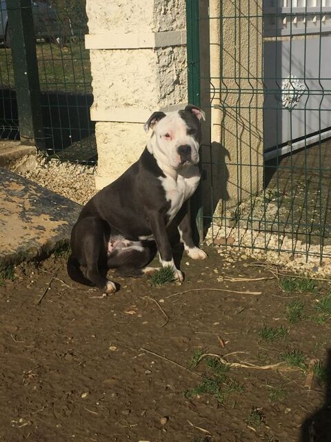 femelle bleu disponible pour retraite ! 0 31310 Montesquieu-volvestre