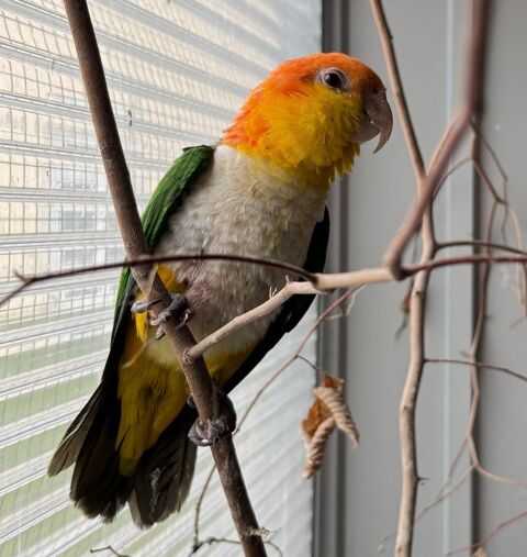 Ca&iuml;que 500 27450 Saint-�tienne-l'allier