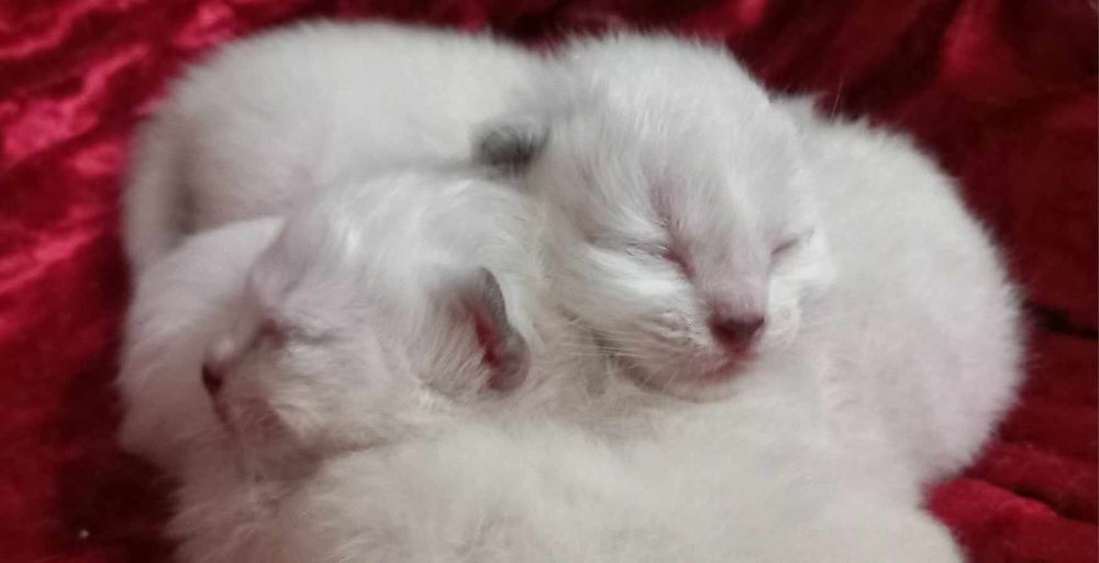  chatons sacré de Birmanie  