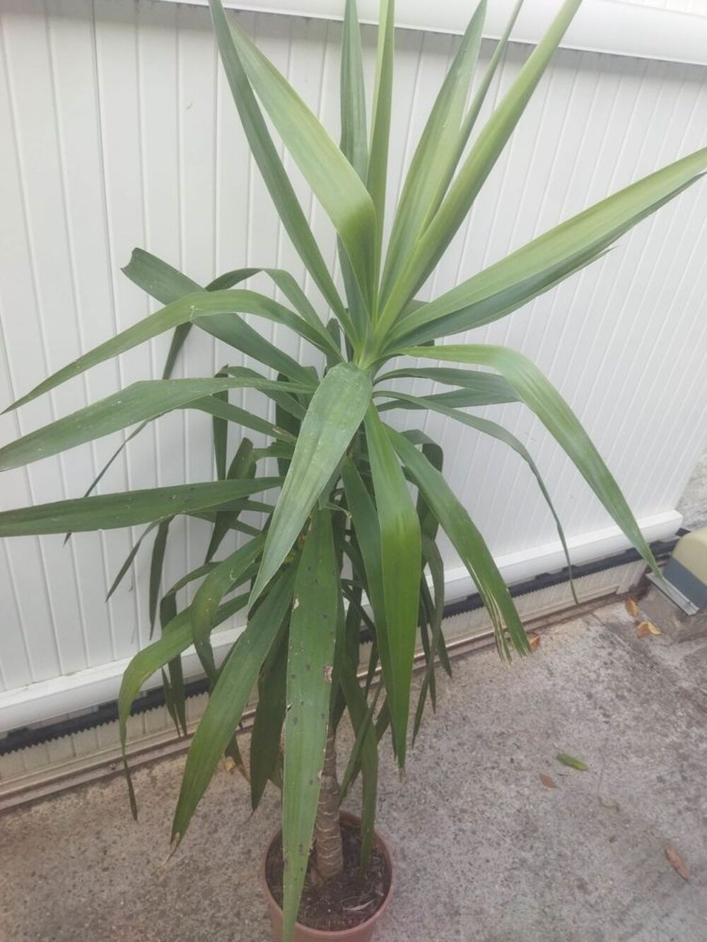 Yucca en pot Bricolage