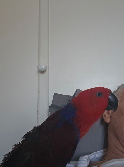 Grande perruches eclectus 30133 Les angles