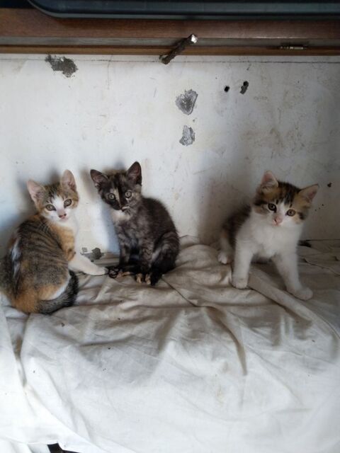Donne trois minettes sevr&eacute;es et propres 0 64240 Mendionde