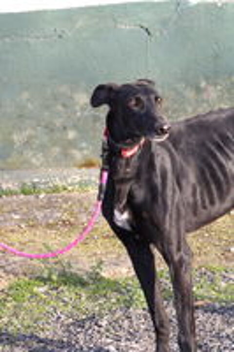   BOMBON  Un doux nom pour un AMOUR de galgo  