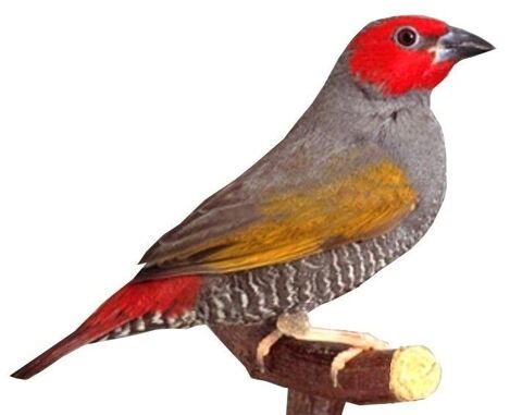  Oiseaux Exotiques et Africains a (Thoiry 01710) 80 01710 Thoiry