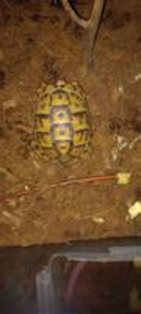   Tortue  