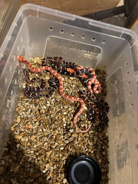serpents des bl&eacute;s Pantherophis guttatus 20 76500 Elbeuf