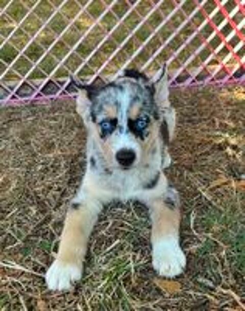   Pomsky F3  