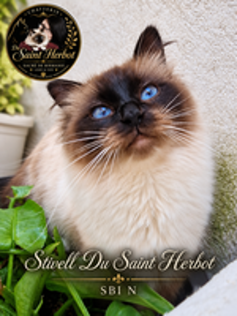   Adultes dereproduction Sacre de birmanie loof  