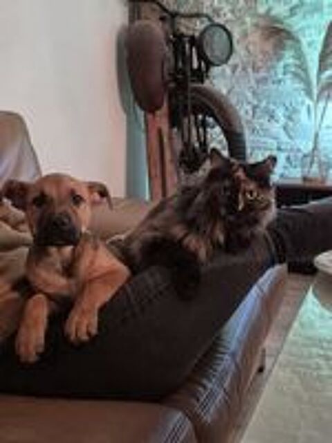   Tavo, crois� malinois � adopter 