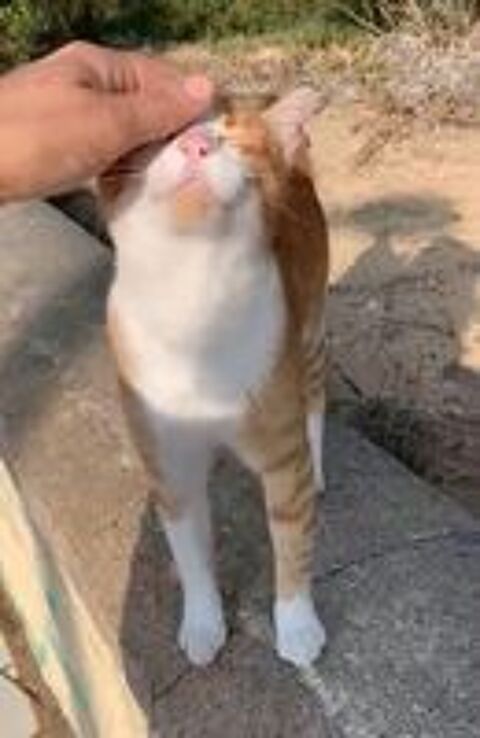   RAMSES  