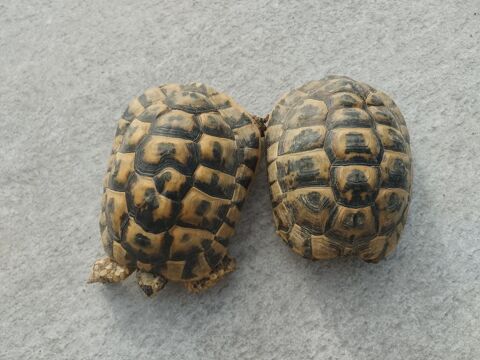 Tortues  Hermanns 8-9 ans 230 77580 Cr�cy-la-chapelle