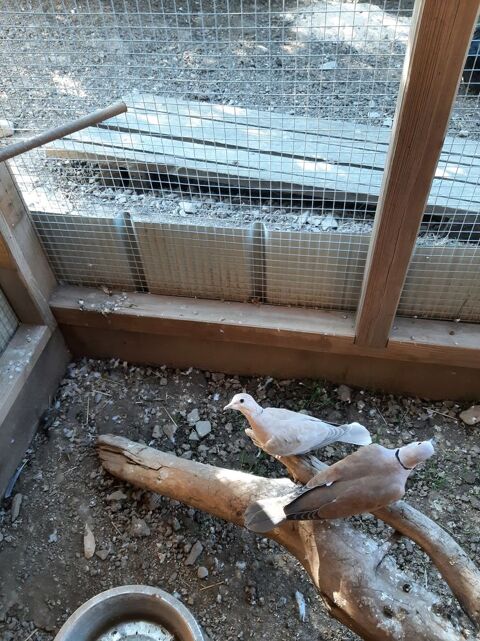4 tourterelles 30 74210 Cons-sainte-colombe