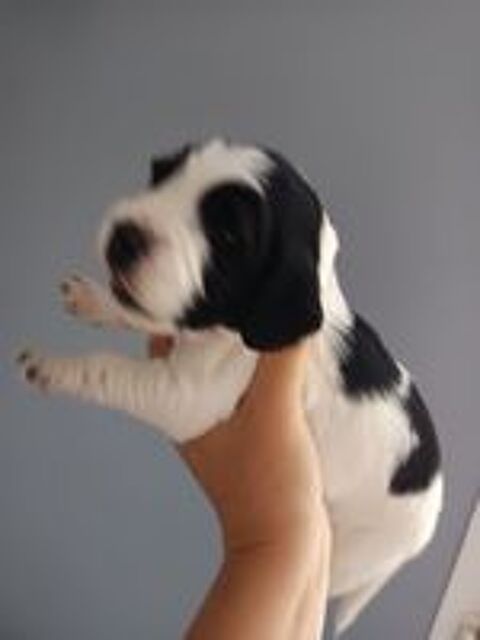   Chiots English Springer Spaniel  