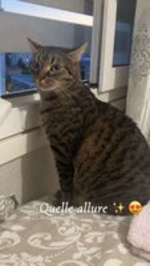   Simba le chat idéal pour une famille ou 1er chat 